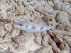 Spotted Goatfish (8